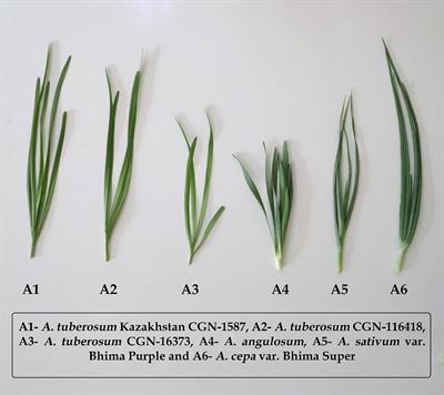 From field to fork: revitalizing underutilized alliums through value chain development